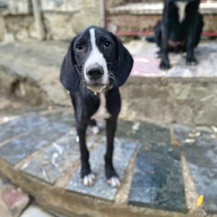 Lumpi Jagdhundmix