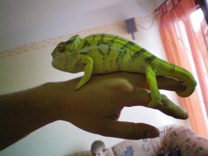 Furcifer Pardalis