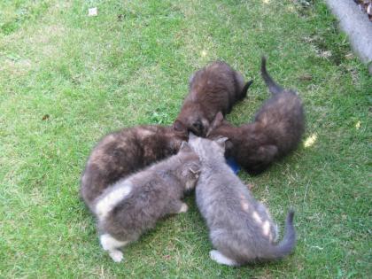 5 suesse Katzenbabys zu verschenken