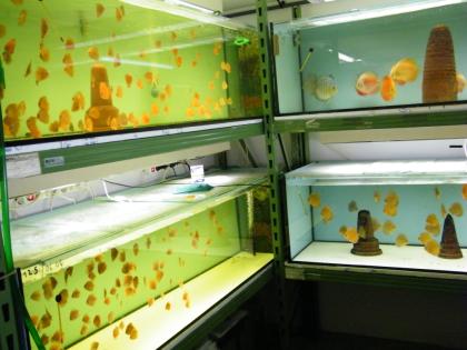 Diskusfische zu günstigen Preisen ab 6 Euro