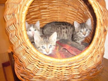 Süße Katzenbabies