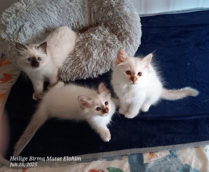 Heilige Birma Kitten mit Stammbaum suchen ein Zuhause