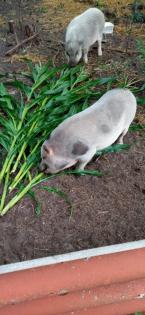 Minischwein eber zu verkaufen