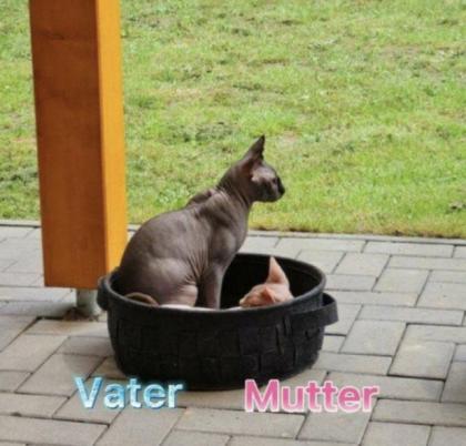 Sphynx Katzen 3 Jungs.
