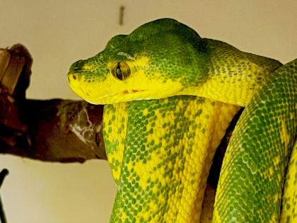 Chondro Python High Yellow Blue Line 0. 1