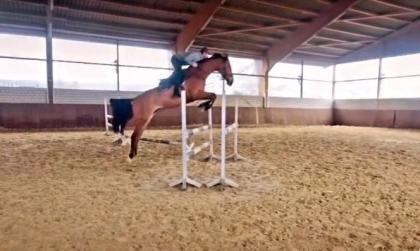 Reitbeteiligung 2 - 3 x Woche PsR Springpferd