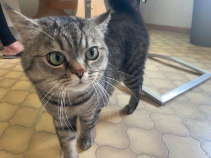 Hauskater/Deckkater in liebevolle Hände abzugeben