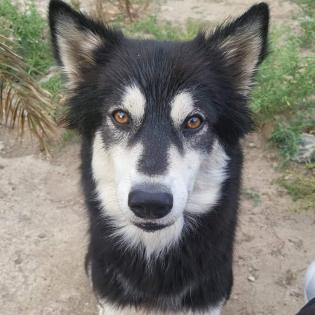 Buddy - Vermittlungshilfe Kontakt ueber www. buddys-tierhilfe. de