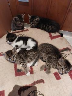 Mischlingskitten Weiblich