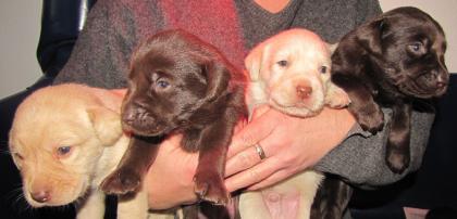 Labradorwelpen 6 von 8 sind noch frei