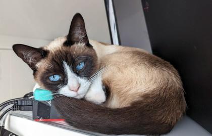 Snowshoe Dame sucht Liebesleben