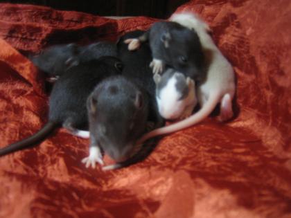 Rattenbabys Farb und Siamrattis, super süß suchen ein neues Zuhause