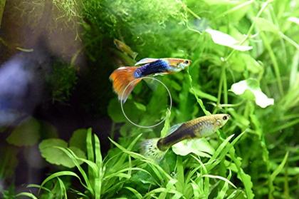 Guppy Mixe, AKTION, 7, 50Euro/ 6 Stck. , Versand