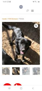 Tolle Welpen, Junghunde Hundesenioren