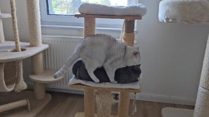 Deckkater BKH mit Stammbaum