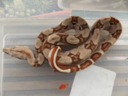 Wunderschöne Boa Babys Gera Thüringen günstig