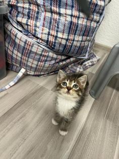Türkische Angora Kitten suchen liebevolles Zuhause