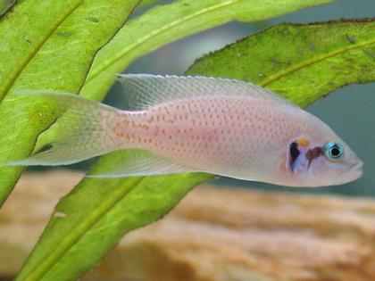 Feenbarsch, Prinzessin von Burundi Neolamprologus brichardi