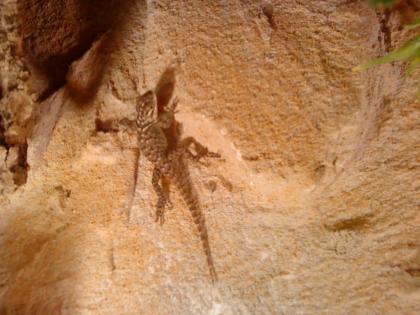 Blauer Stachelleguan Sceloporus cyanogenys NZ 03/09