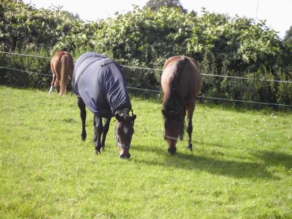 Suche Reitbeteiligungen für unsere beiden Pferde