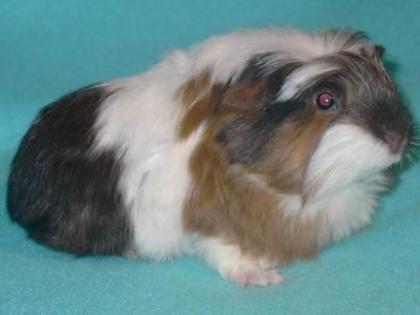 Langhaarmeerschweinchen, Coronet, Sheltie, Texel