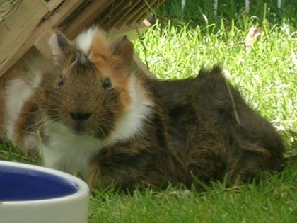 Süße babys und ein meerli bock suchen neues zu hause