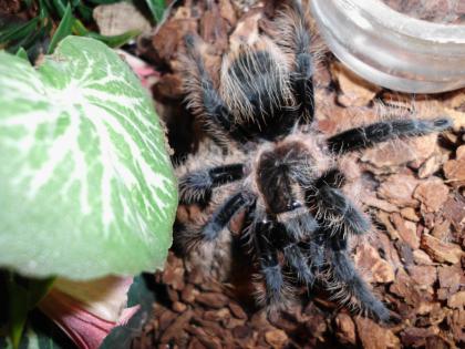 Brachypelma albopilosum, Jungtier