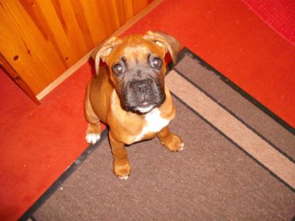 Ich bin eine Boxerhündinn und alt genug zum umziehen.
