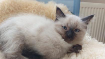 Baby Katzen Siamkitten REINRASSIG
