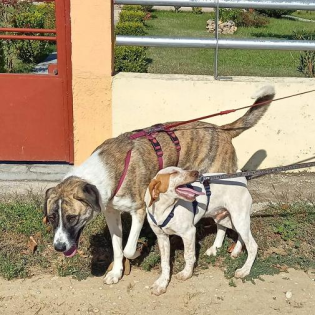 Leila sucht ihr zu Hause