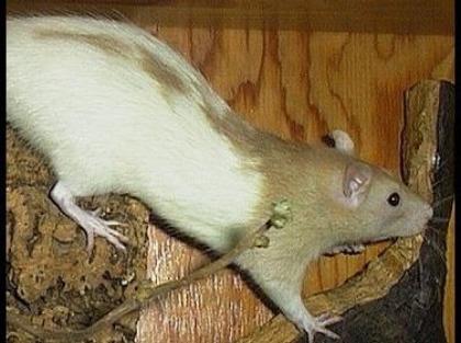 2 weibl. junge Ratten gesucht