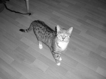 Dringend neuer Dosenöffner gesucht Binn 7 Jahre jung und heiße Lilli.