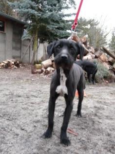 Schnauzermix Rüde DRINGEND