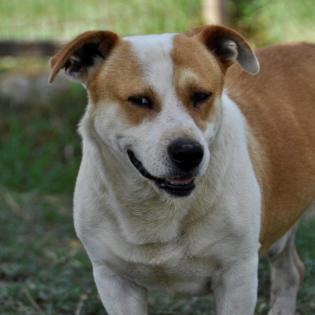 Christoph - nicht unbedingt ein Anfängerhund