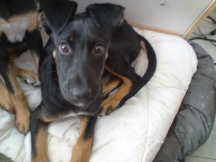 Kleiner Michling sucht neues Zuhause