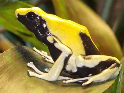 Dendrobates tinctorius
