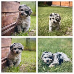 Aussiedoodle Mini Aussie Kleinpudel