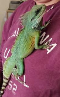 Grüne Wasseragame