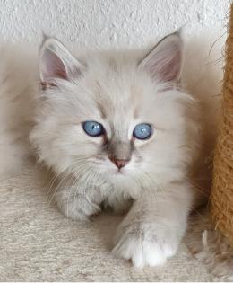 2 Heilige Birma Kitten Katzen abholbereit
