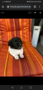 Daphne -Pflegestelle gefunden
