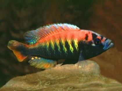 Buntbarsche Haplochromis Pundamilia nyererei