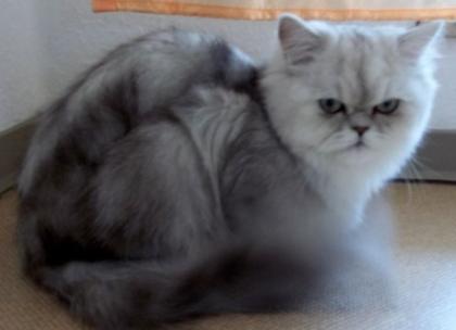 Reinrassiger Deckkater Perser