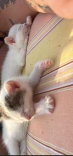 Kleine BKH-Mix Kitten