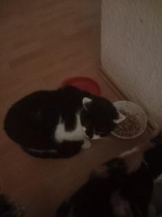 3 katzen suchen ein neues Zuhause