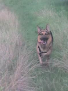 Reinrassiger Deutscher Schäferhund sucht Deutsche Schäferhündin