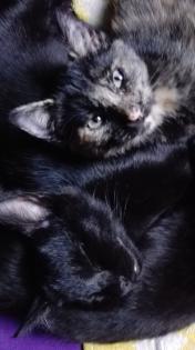 . sechs süße kitten Suchen.