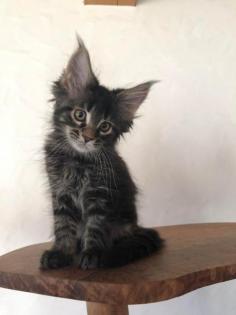 Reinrassige Maine Coon Kitten mit Stammbaum sind auf der Suche.