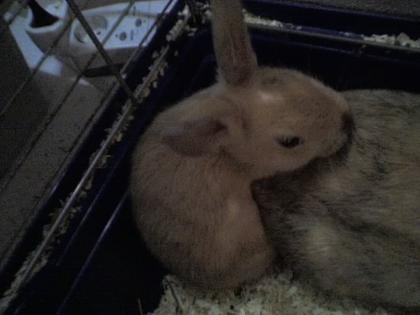 Zwergkaninchen Mädel