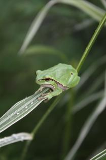 Europäische Laubfrösche Hyla arborea abzugeben
