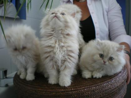 Perserbabys